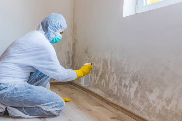 Black mold inspection in Fairview